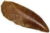 Serrated Raptor Tooth - Real Dinosaur Tooth #332200-1